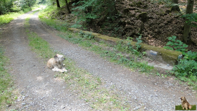 Ritterstein Nr. 259-5 Zum Ungertal.JPG - Ritterstein Nr.259 Ungertal